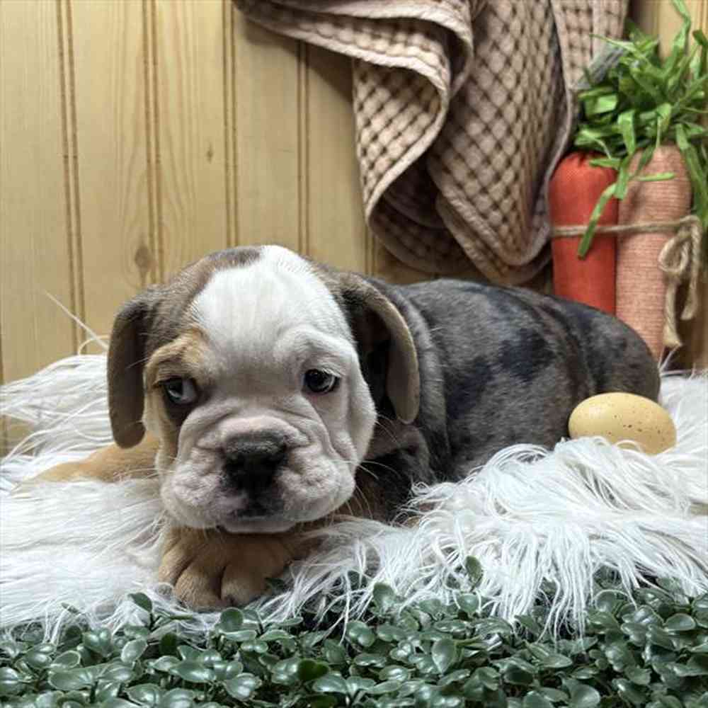Male Beabull puppy for sale at Shake A Paw Union.
