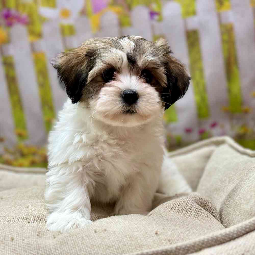 Female Shih Tzu / Bichon puppy for sale at Shake A Paw Union.