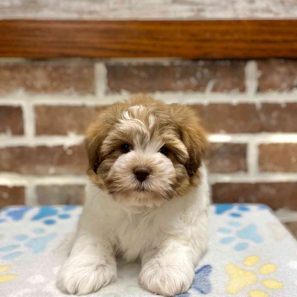 Male Shih Tzu / Bichon puppy for sale at Shake A Paw Green Brook.