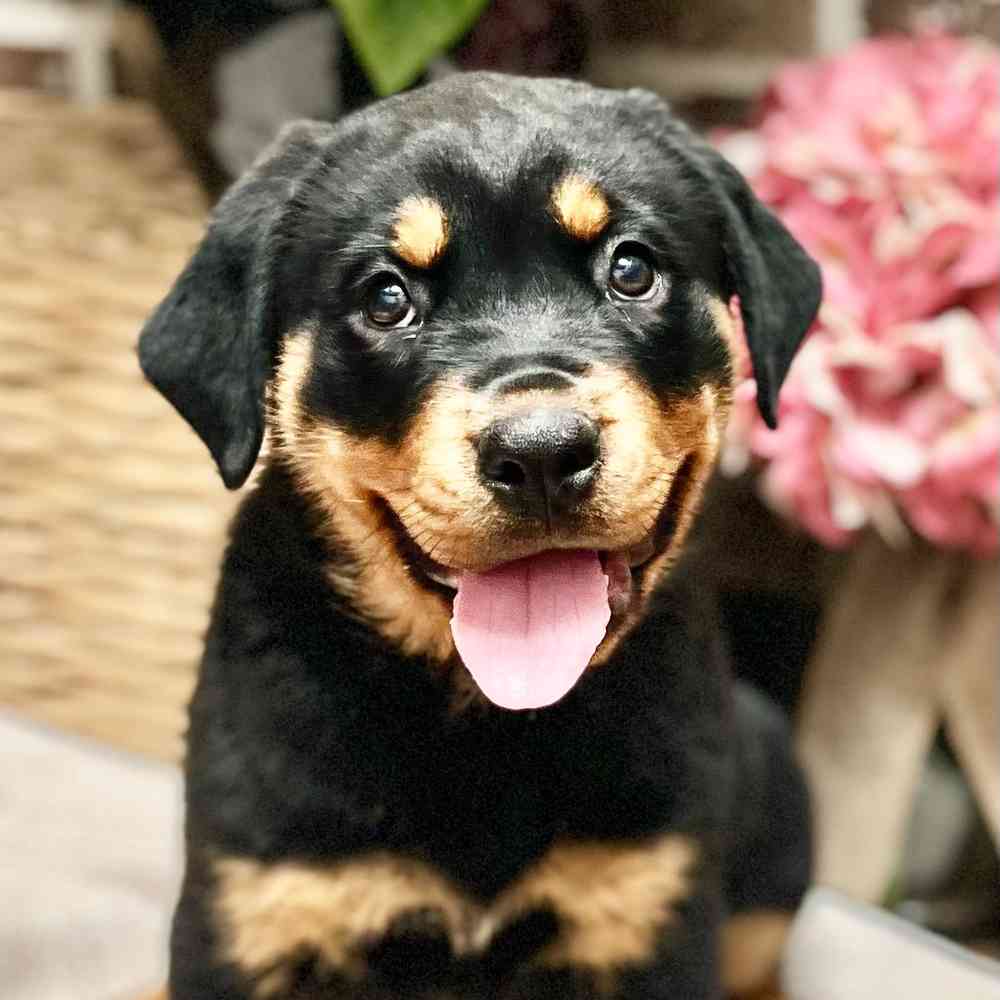 Male Rottweiler puppy for sale at Shake A Paw Green Brook.