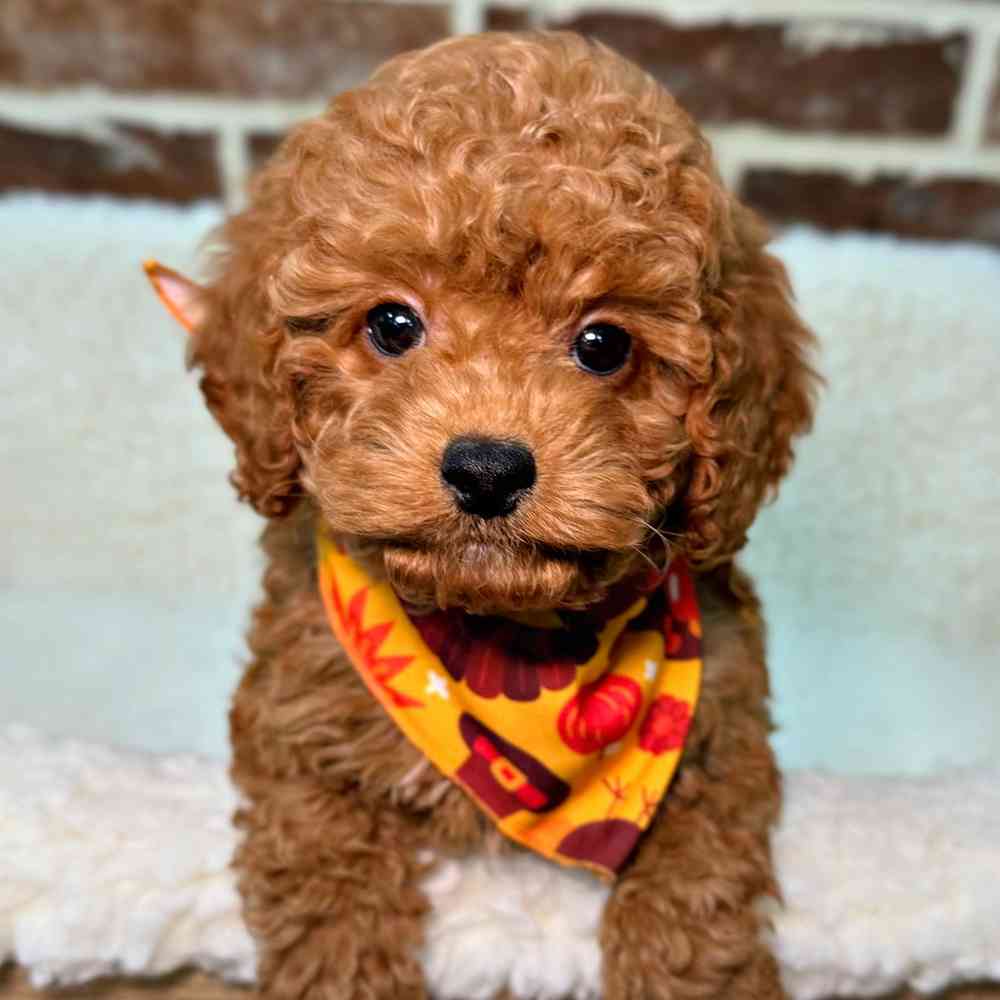 Male Cockapoo 2Nd Gen puppy for sale at Shake A Paw Union.