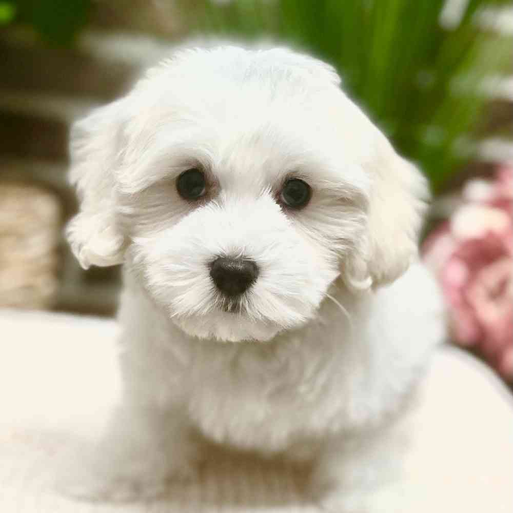 Female Coton De Tulear puppy for sale at Shake A Paw Green Brook.