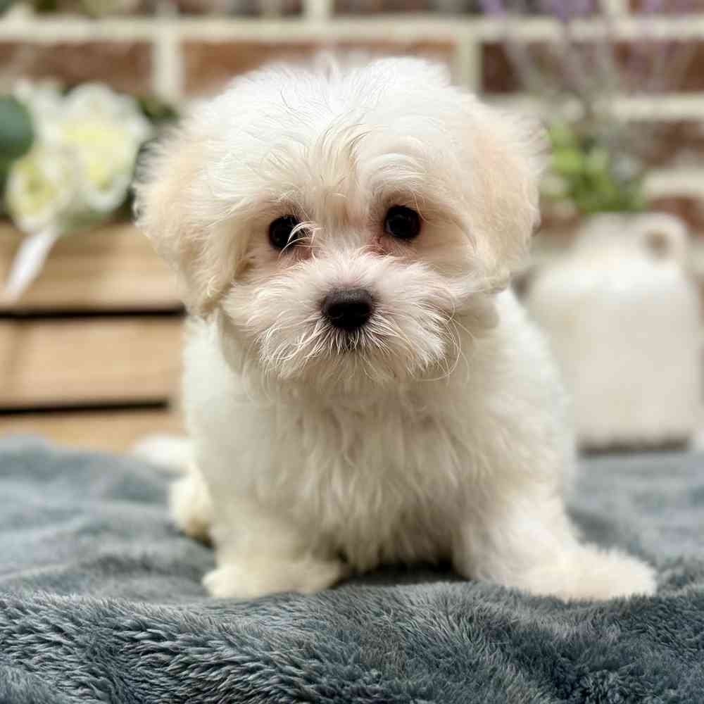 Male Coton De Tulear puppy for sale at Shake A Paw Union.