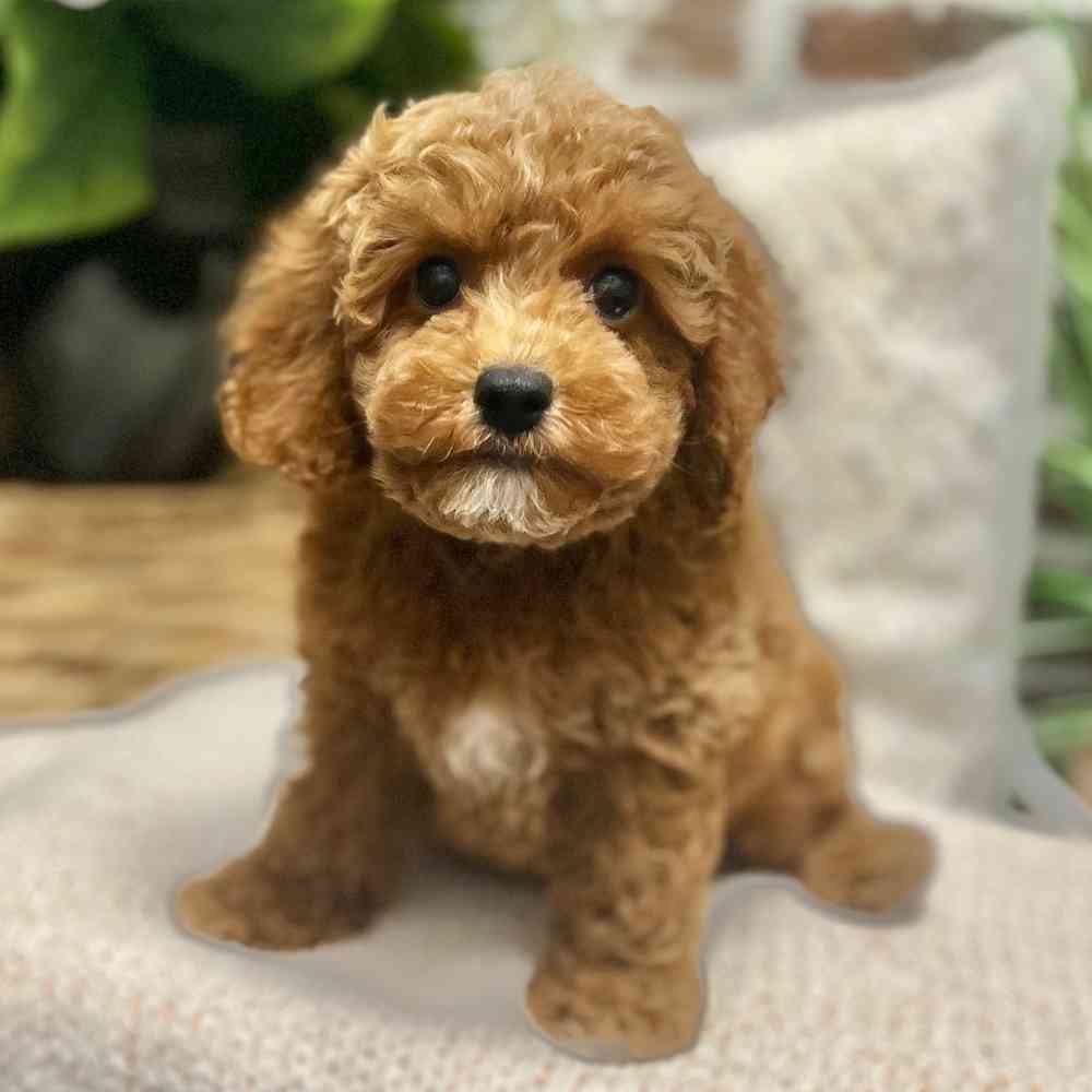 Male Cockapoo 2Nd Gen puppy for sale at Shake A Paw Green Brook.