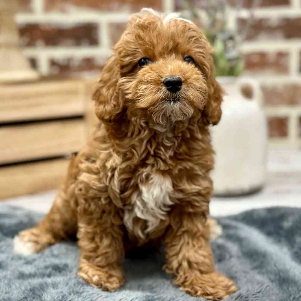 Male Mini Goldendoodle 2Nd Gen puppy for sale at Shake A Paw Union.