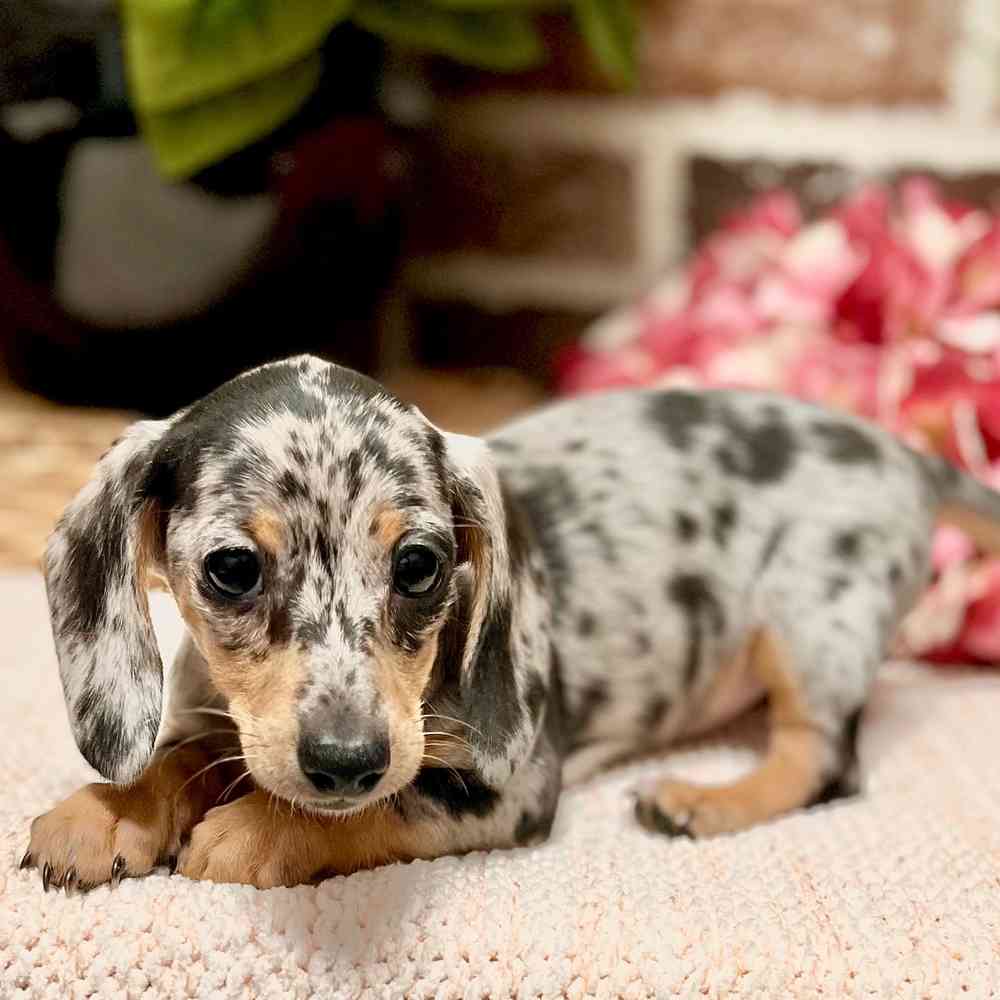 Female Dachshund puppy for sale at Shake A Paw Green Brook.