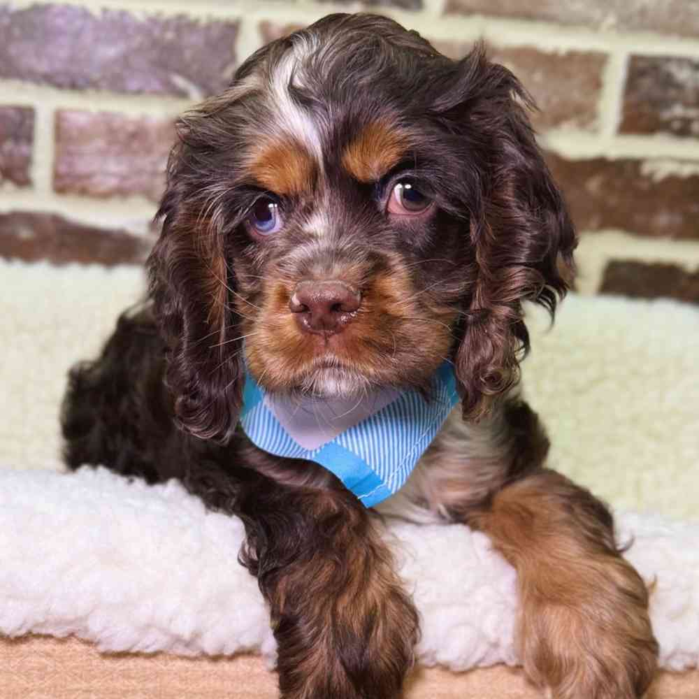 Male Cocker Spaniel puppy for sale at Shake A Paw Union.