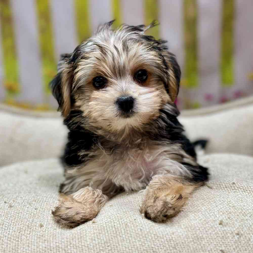 Female Maltese / Yorkie puppy for sale at Shake A Paw Union.