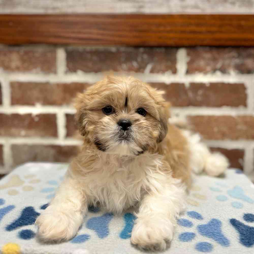 Male Shih Tzu puppy for sale at Shake A Paw Green Brook.