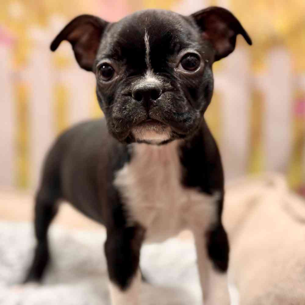 Female Boston Terrier puppy for sale at Shake A Paw Union.