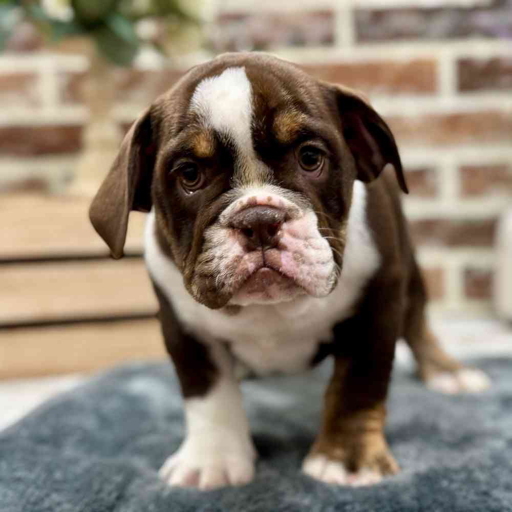 Female Beabull puppy for sale at Shake A Paw Union.