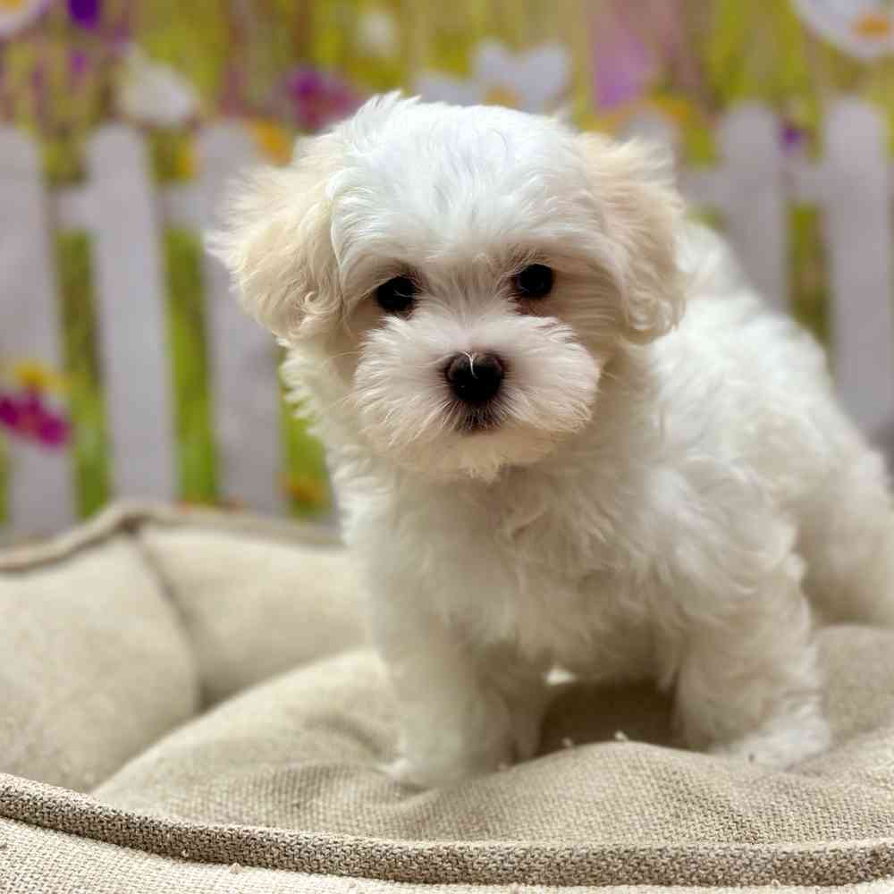 Male Coton De Tulear puppy for sale at Shake A Paw Union.