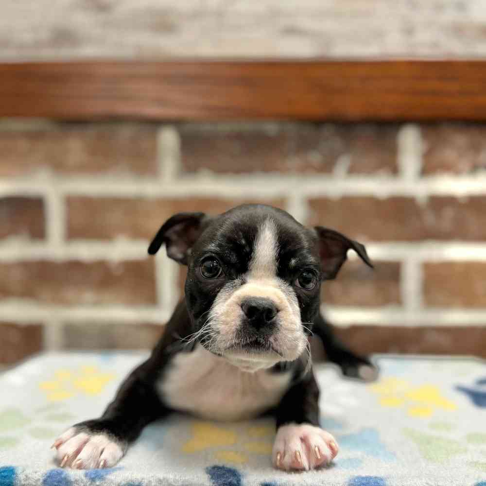 Female Boston Terrier puppy for sale at Shake A Paw Green Brook.