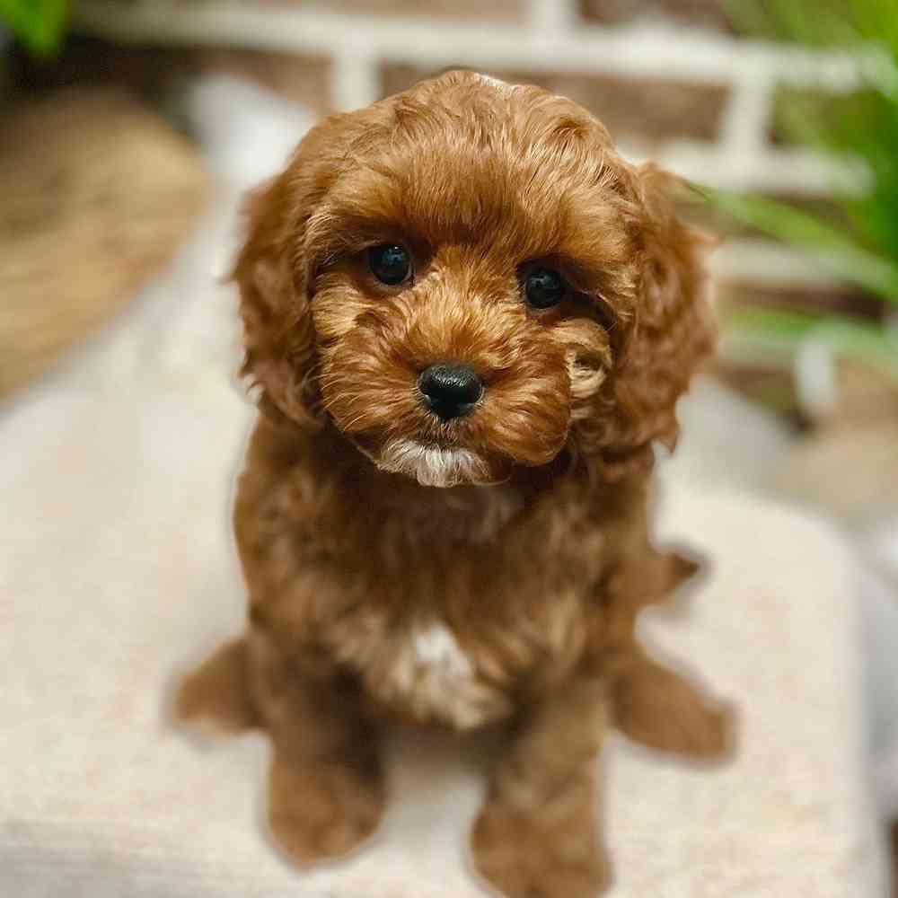 Female Cavapoo puppy for sale at Shake A Paw Green Brook.