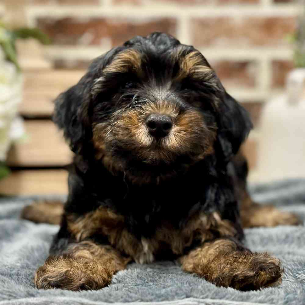 Male Yorkie / Poodle puppy for sale at Shake A Paw Union.