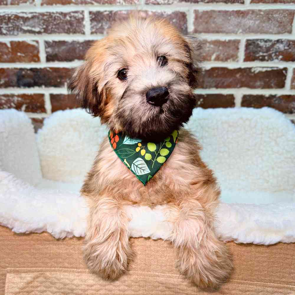 Male Soft Coated Wheaten Terrier puppy for sale at Shake A Paw Union.