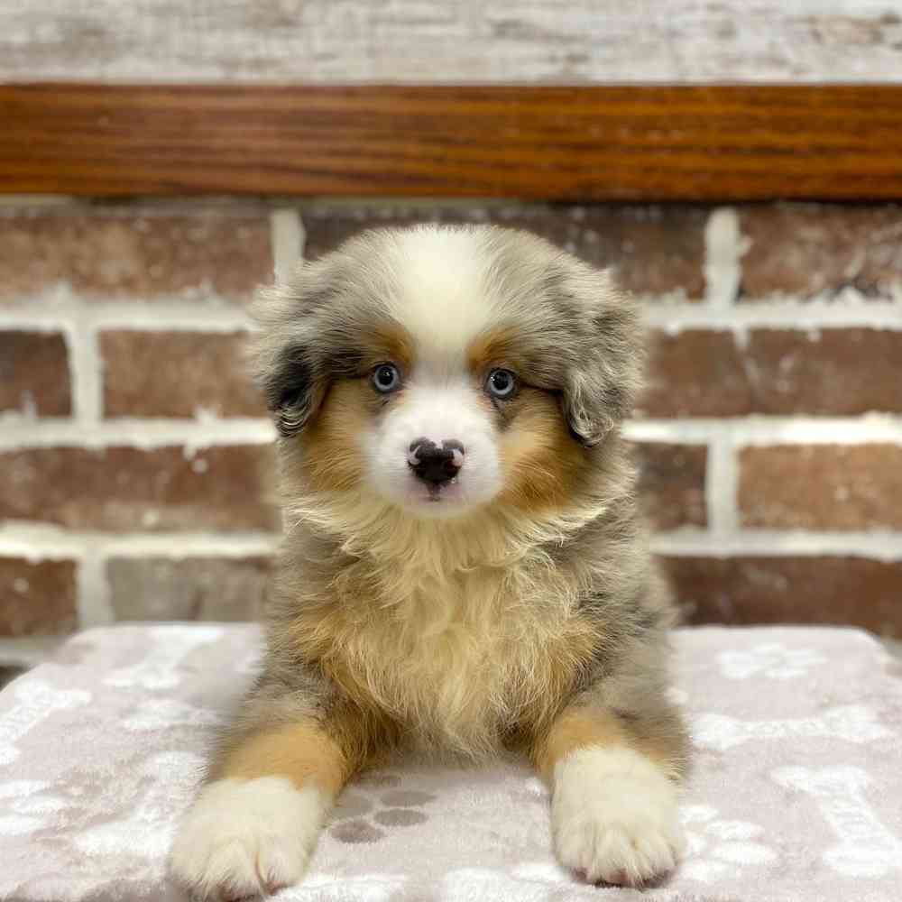 Male Mini American Shepherd puppy for sale at Shake A Paw Green Brook.