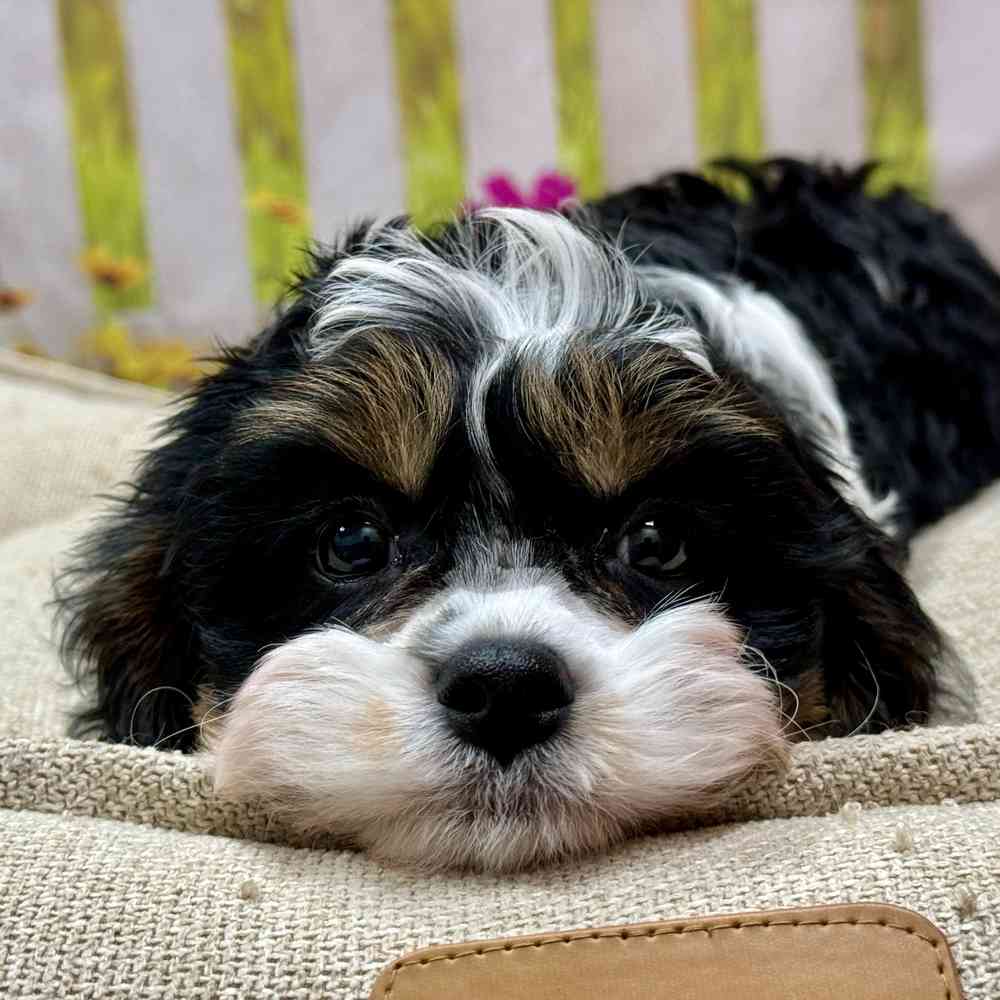 Male Cavapoo puppy for sale at Shake A Paw Union.