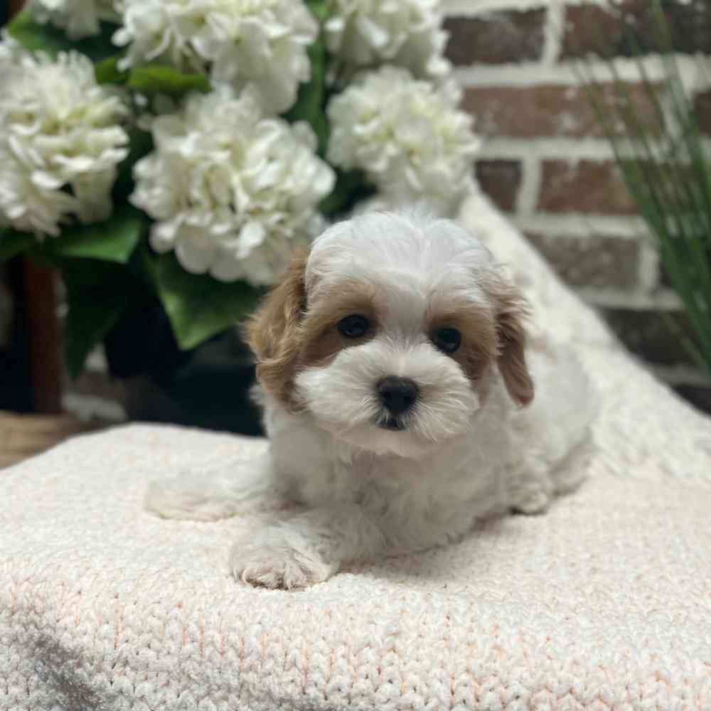 Female Maltipoo puppy for sale at Shake A Paw Green Brook.