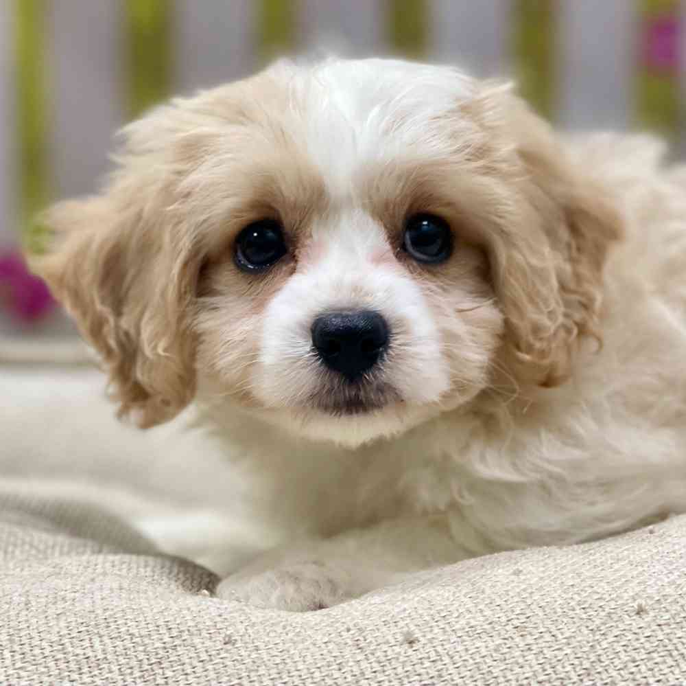 Male Cavachon puppy for sale at Shake A Paw Union.