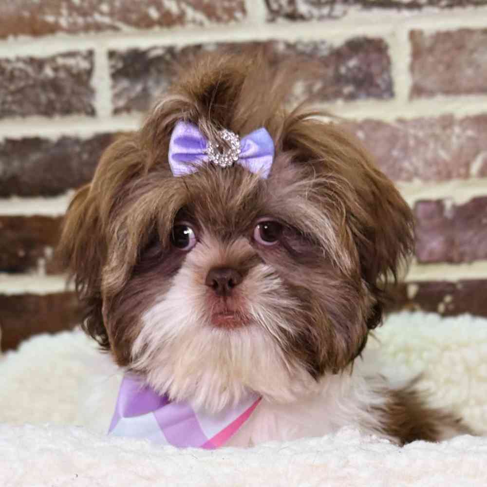 Female Shih Tzu puppy for sale at Shake A Paw Union.
