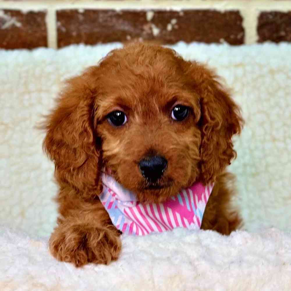 Female Cavapoo puppy for sale at Shake A Paw Union.