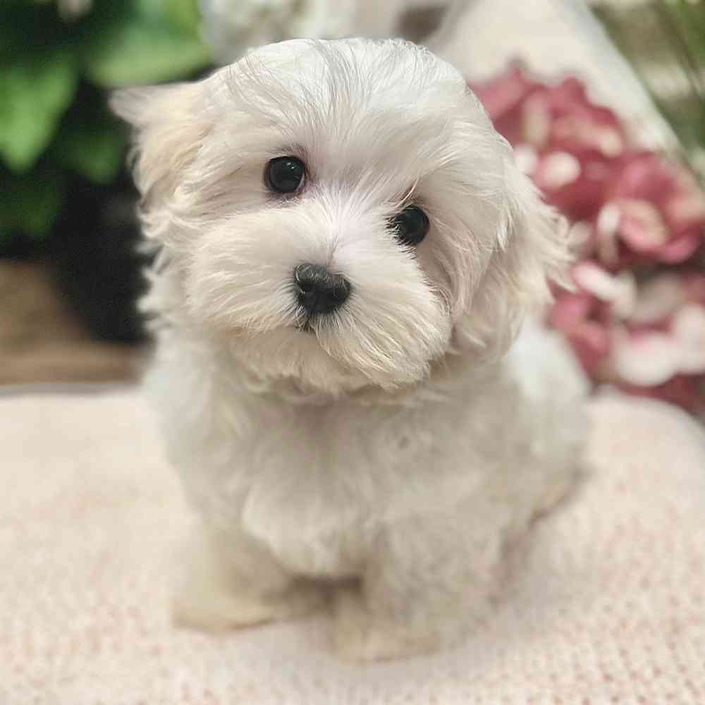 Male Maltese puppy for sale at Shake A Paw Green Brook.