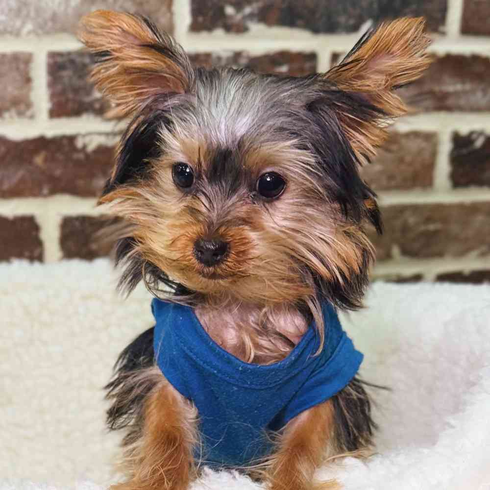 Male Yorkshire Terrier puppy for sale at Shake A Paw Union.