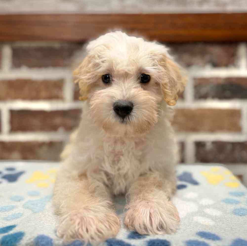 Male Schnoodle puppy for sale at Shake A Paw Green Brook.