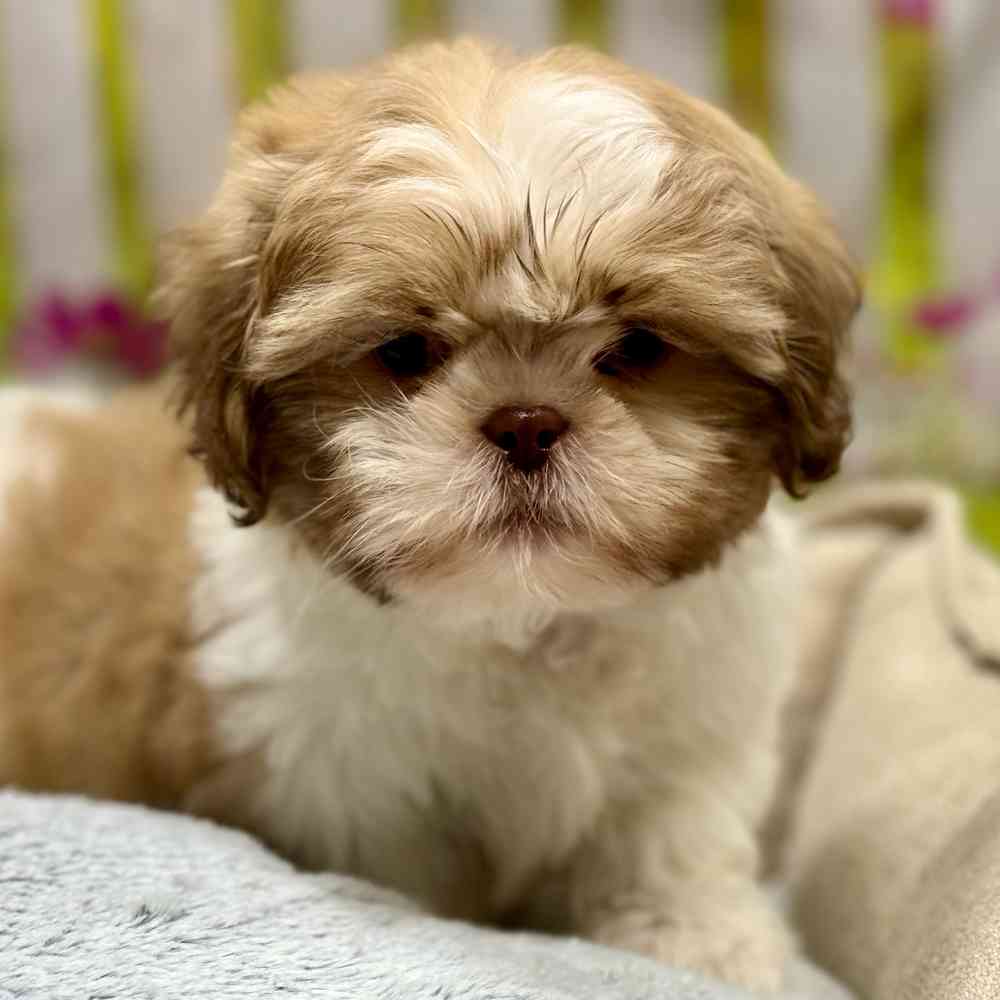 Male Shih Tzu puppy for sale at Shake A Paw Union.