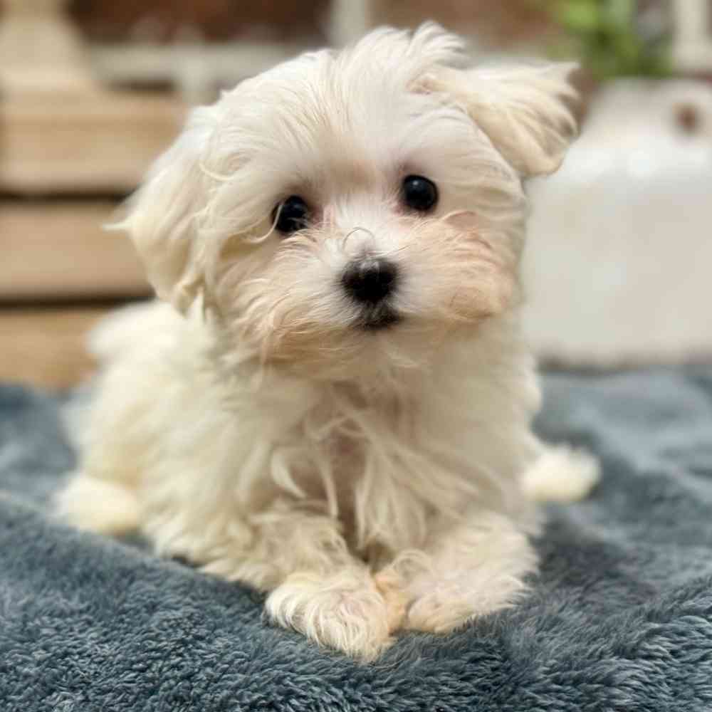 Female Maltese puppy for sale at Shake A Paw Union.