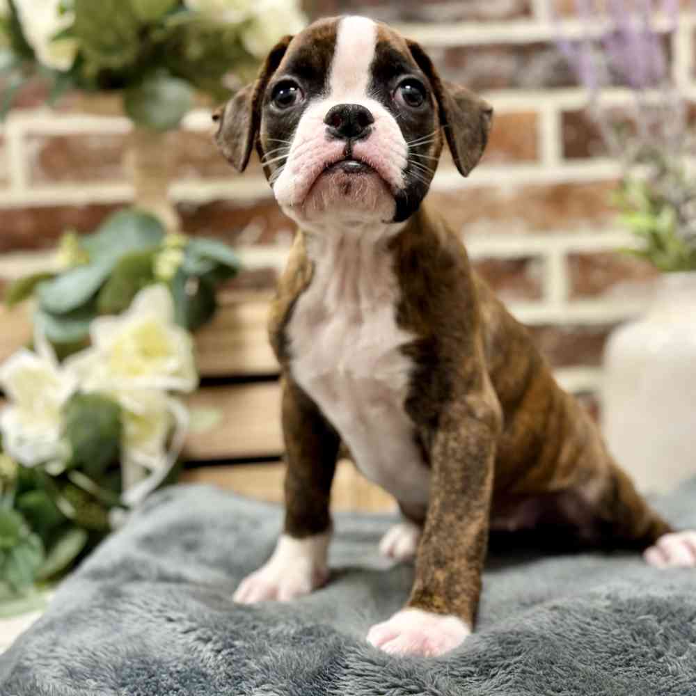 Female Boxer puppy for sale at Shake A Paw Union.