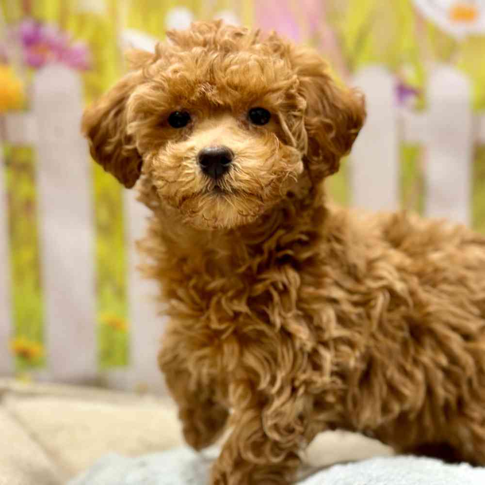 Female Poodle puppy for sale at Shake A Paw Union.