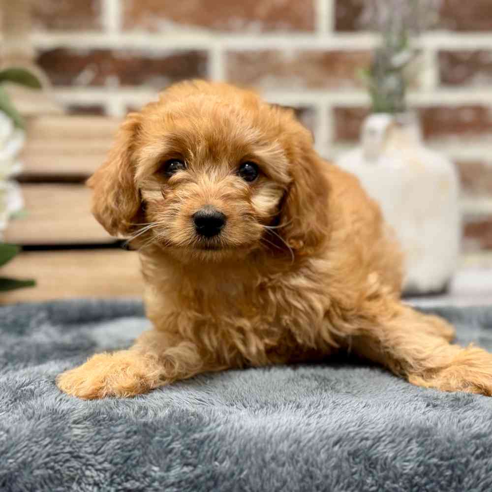 Female Mini Bernedoodle 2Nd Gen puppy for sale at Shake A Paw Union.