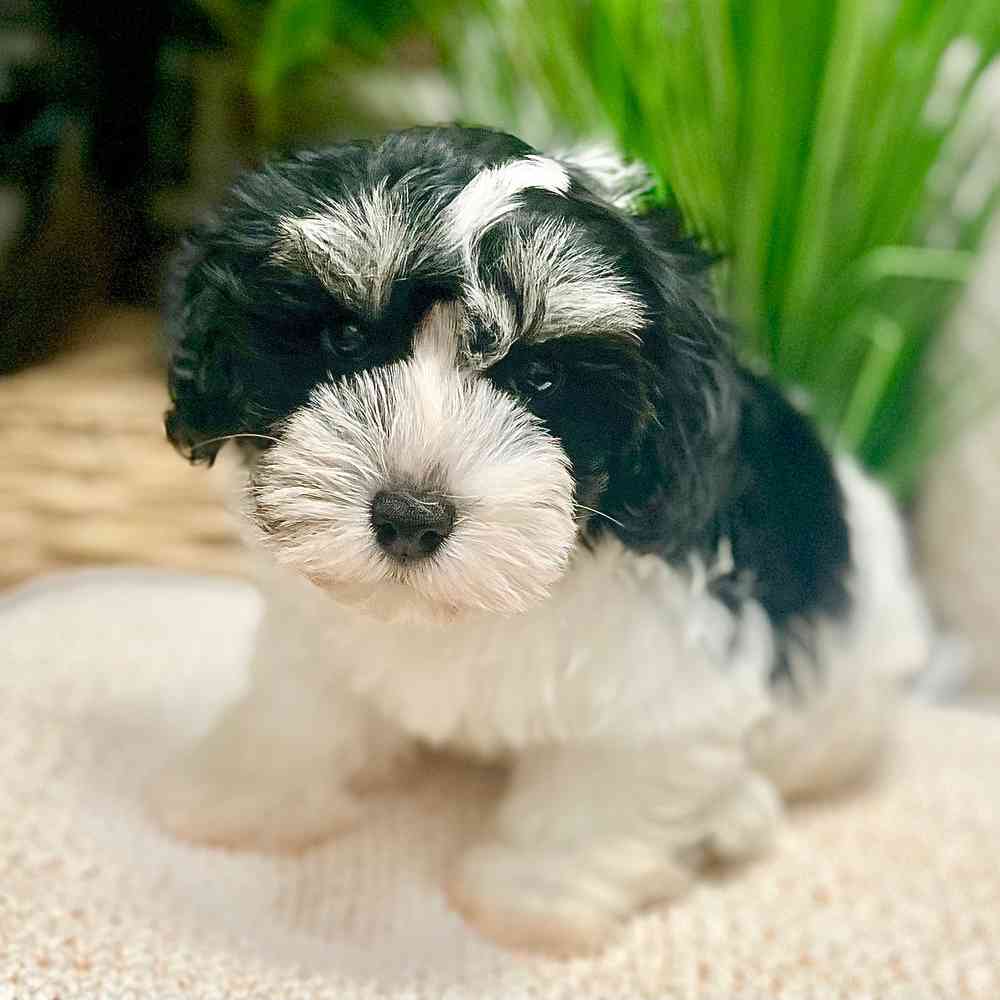 Male Havanese puppy for sale at Shake A Paw Green Brook.