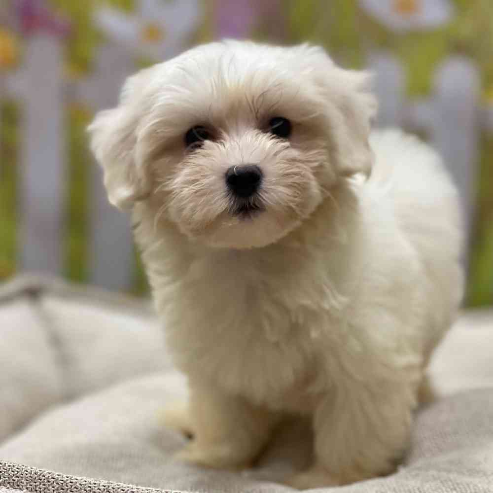 Female Coton De Tulear puppy for sale at Shake A Paw Union.