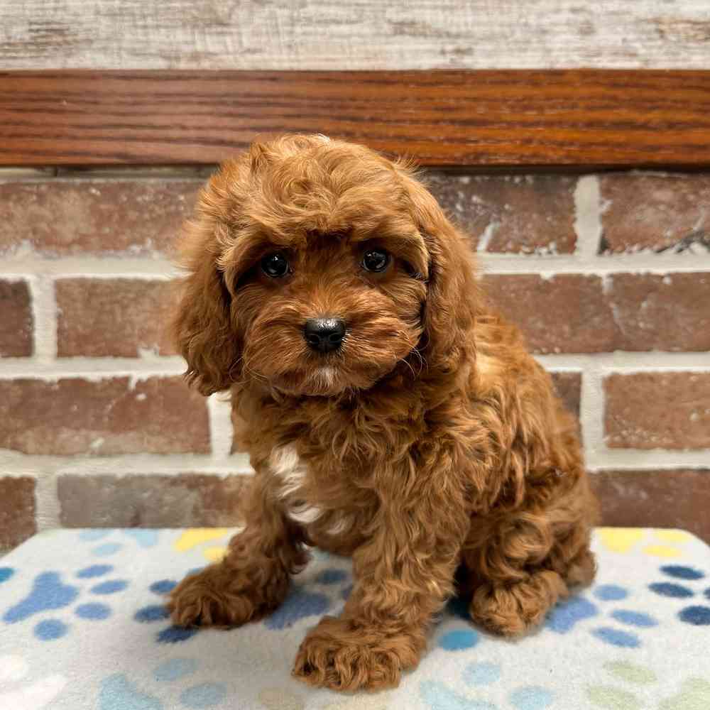 Female Cavapoo puppy for sale at Shake A Paw Green Brook.