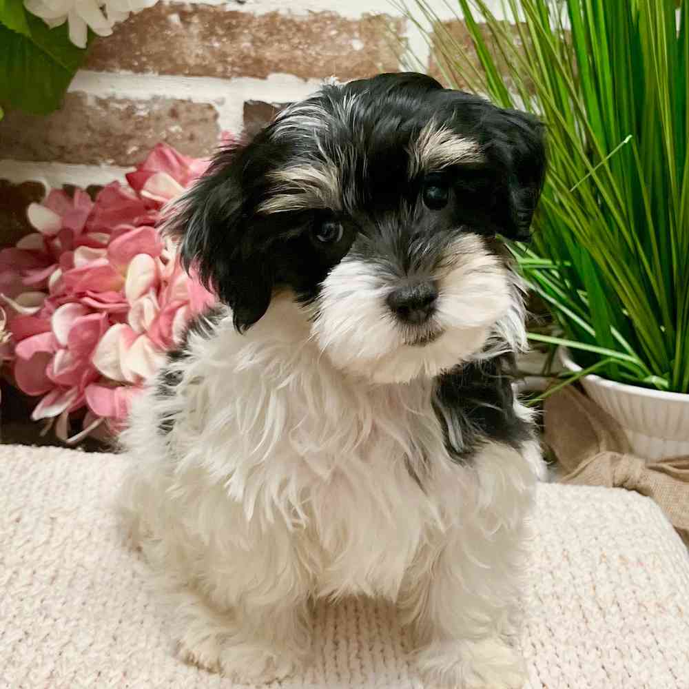 Female Havanese puppy for sale at Shake A Paw Green Brook.