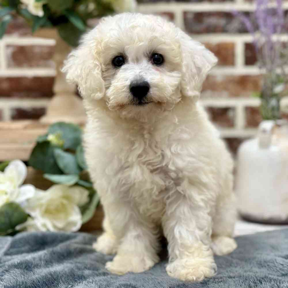 Female Bichon Frise puppy for sale at Shake A Paw Union.