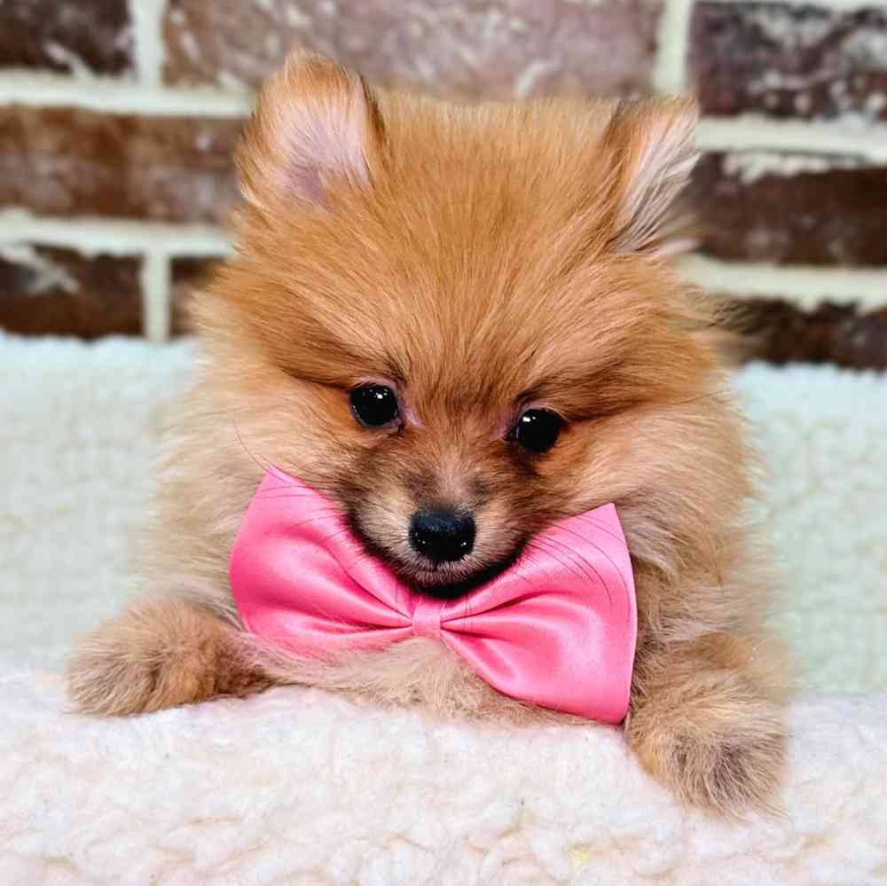 Female Pomeranian puppy for sale at Shake A Paw Union.