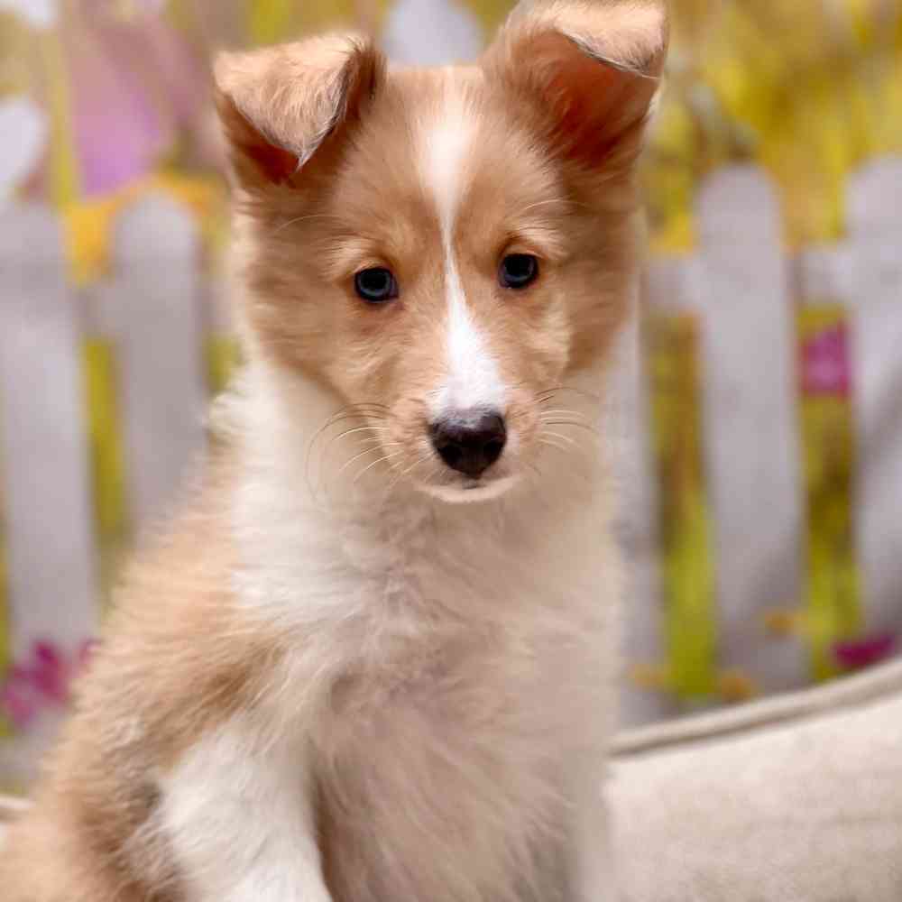 Female Shetland Sheepdog puppy for sale at Shake A Paw Union.