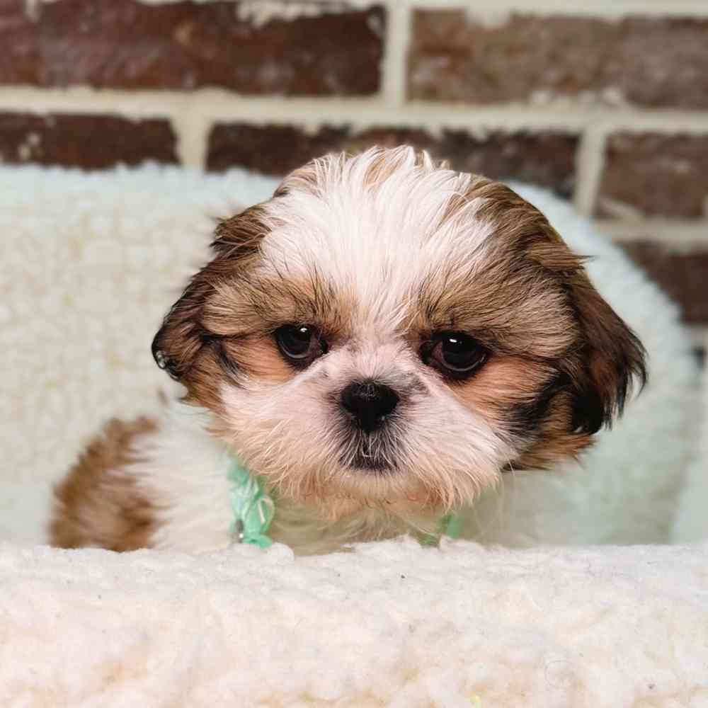 Female Shih Tzu puppy for sale at Shake A Paw Union.