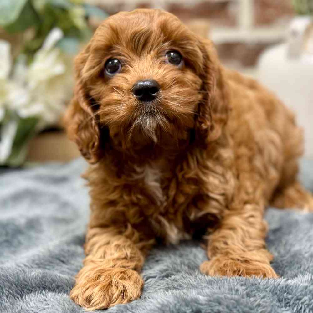 Female Cavapoo puppy for sale at Shake A Paw Union.
