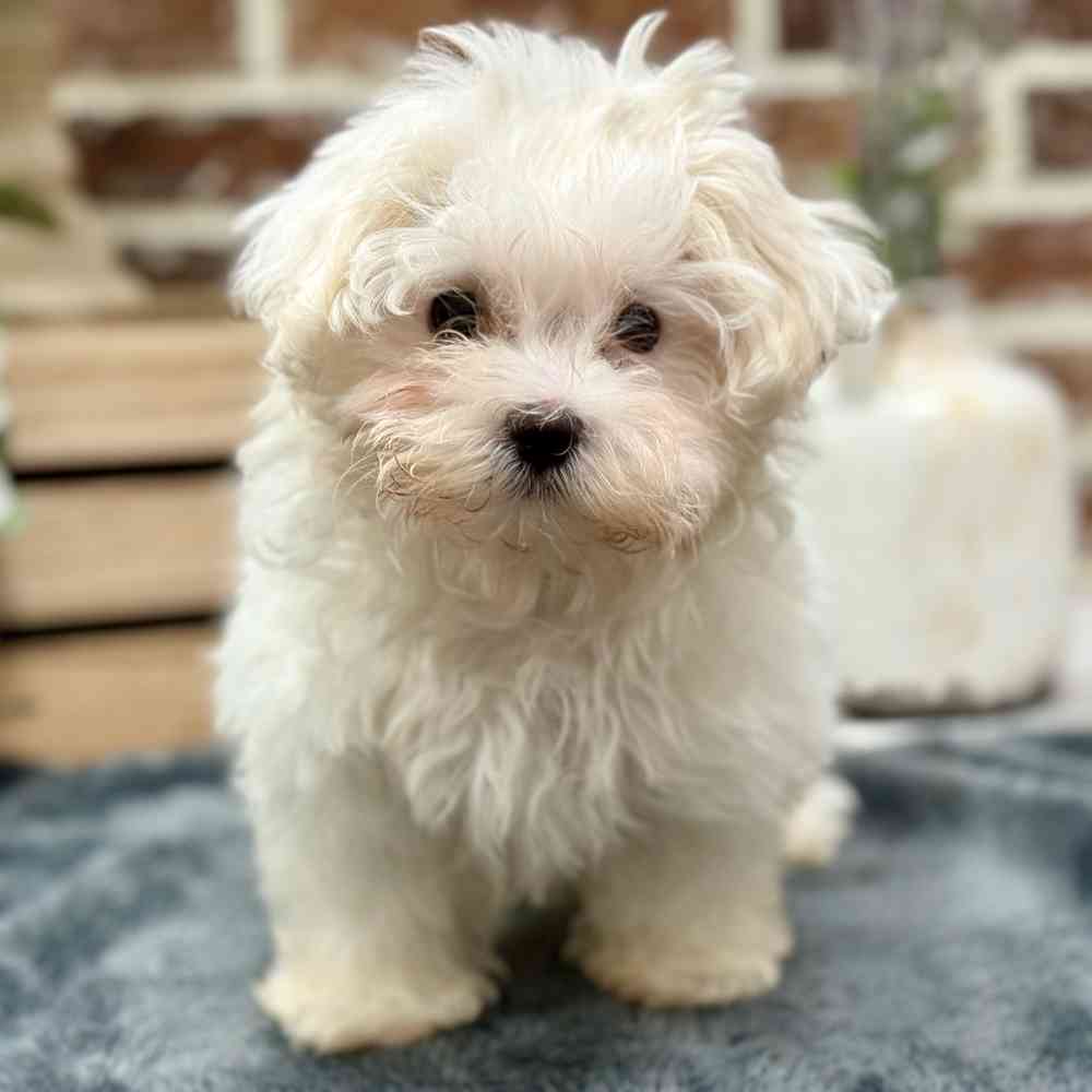 Male Maltese puppy for sale at Shake A Paw Union.