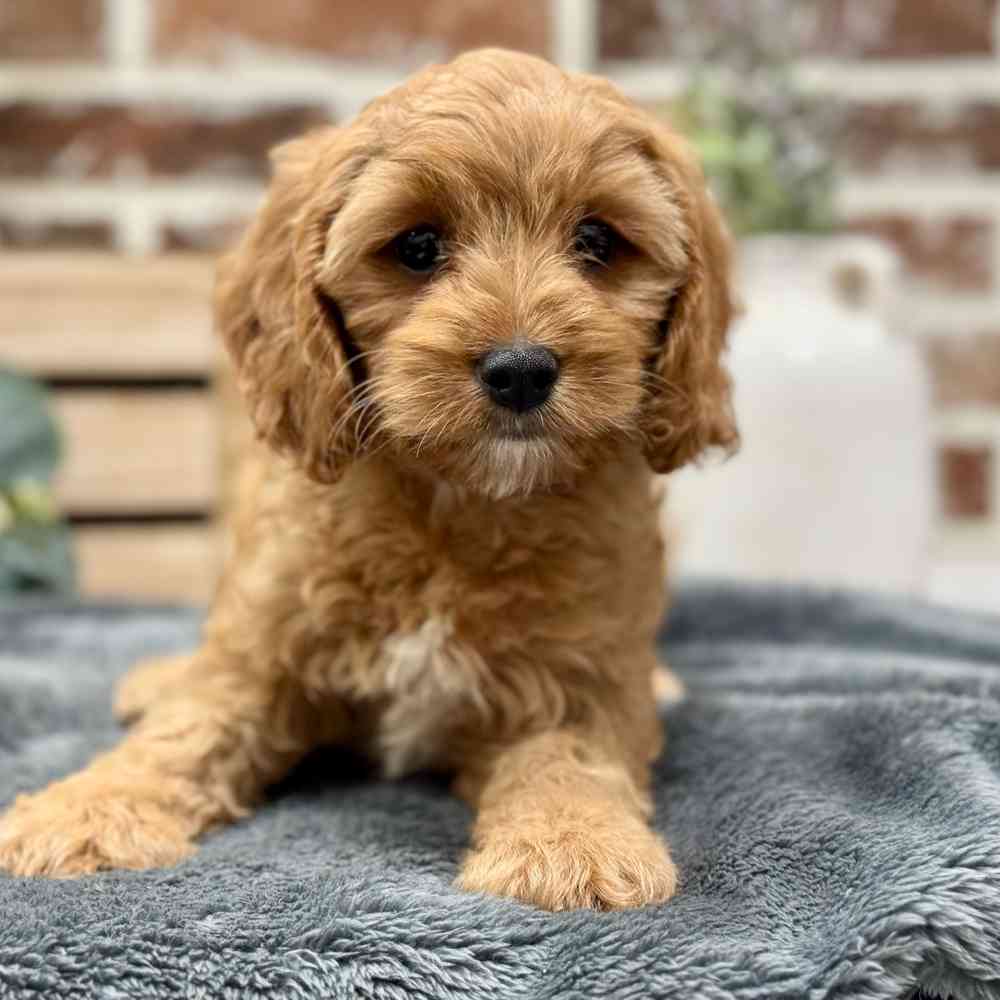 Male Cavapoo puppy for sale at Shake A Paw Union.