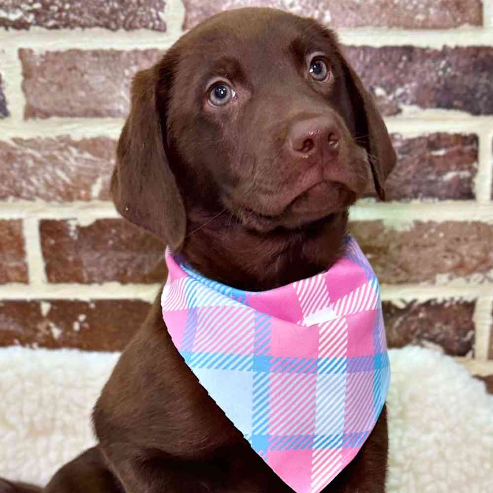 Male Labrador Retriever puppy for sale at Shake A Paw Union.
