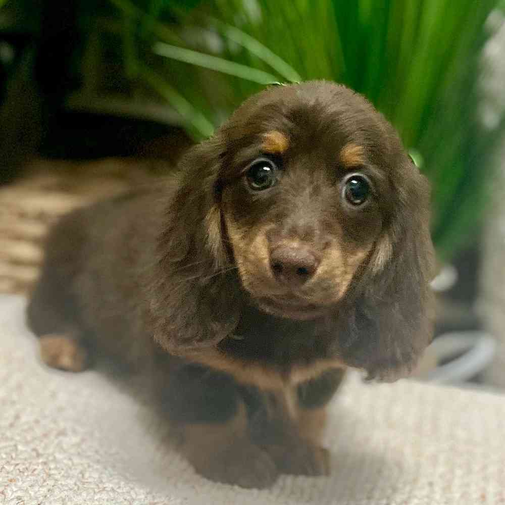Male Dachshund puppy for sale at Shake A Paw Green Brook.