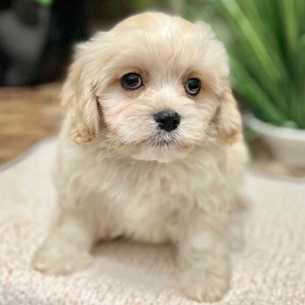Male Cavachon puppy for sale at Shake A Paw Green Brook.