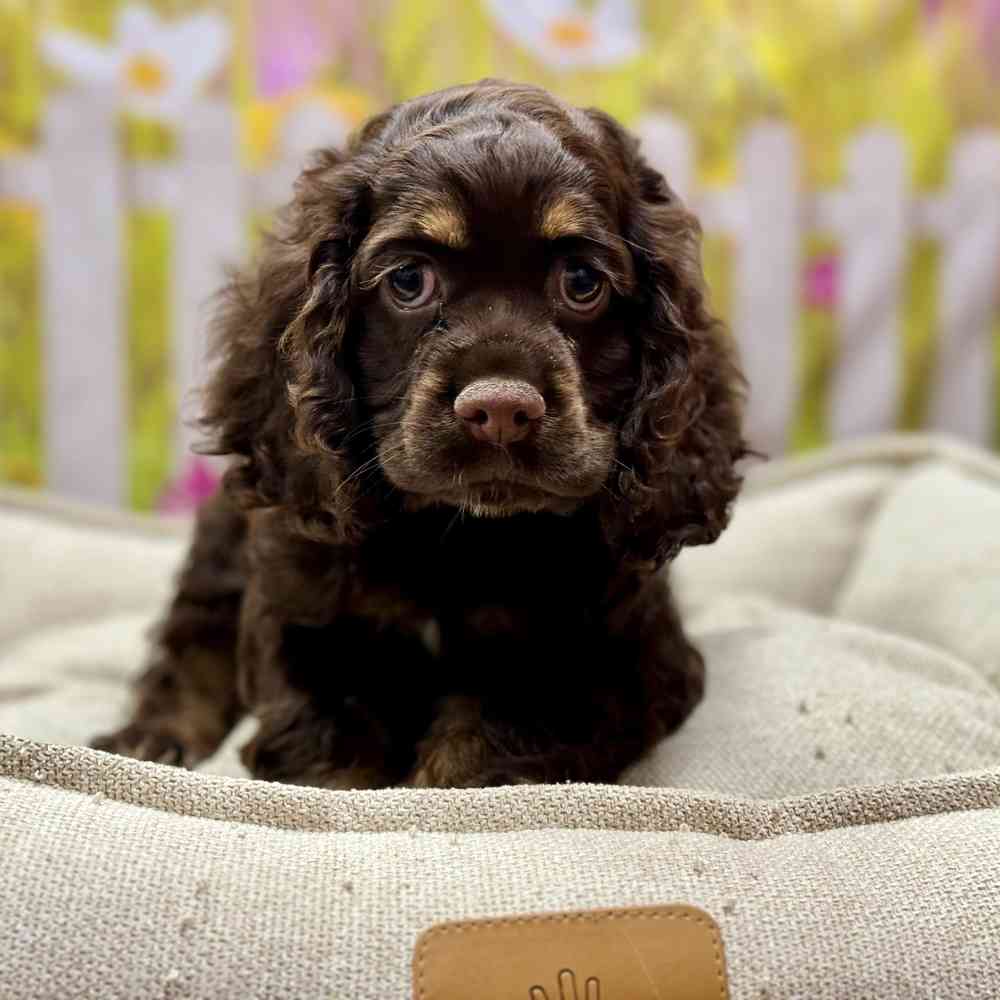 Female Cocker Spaniel puppy for sale at Shake A Paw Union.
