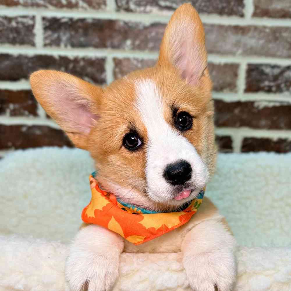 Female Pembroke Welsh Corgi puppy for sale at Shake A Paw Union.